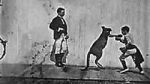 Watch The Boxing Kangaroo (Short 1896) 123moviesfree