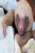 Watch Too Cute! Baby Sloths 123moviesfree