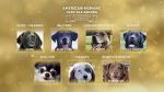 Watch American Humane Hero Dog Awards: 10th Anniversary Celebration (TV Special 2020) 123moviesfree