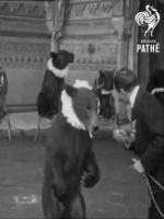 Watch Trained Bears 123moviesfree