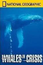 Watch National Geographic: Whales in Crisis 123moviesfree