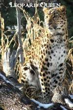Watch National Geographic Leopard Queen 123moviesfree