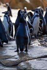 Watch Meet the Penguins 123moviesfree