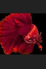 Watch Thailand: Earth's Tropical Paradise 123moviesfree