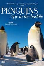 Watch Penguins Spy In The Huddle 123moviesfree