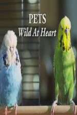Watch Pets - Wild at Heart 123moviesfree