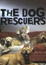 Watch The Dog Rescuers with Alan Davies 123moviesfree